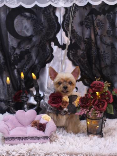 20231017リムちゃん